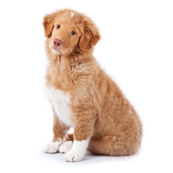 Nova scotia duck tolling retriever